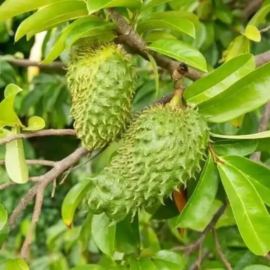 Soursop Seeds - Fruit Plant for Home Garden