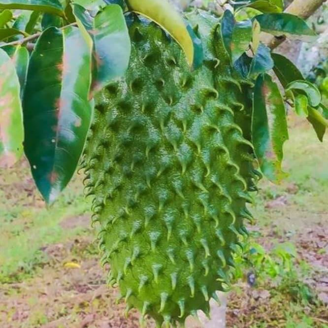 Soursop Seeds - Fruit Plant for Home Garden