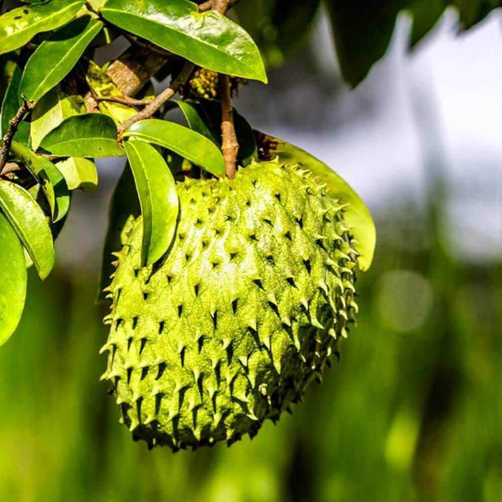 Soursop Seeds