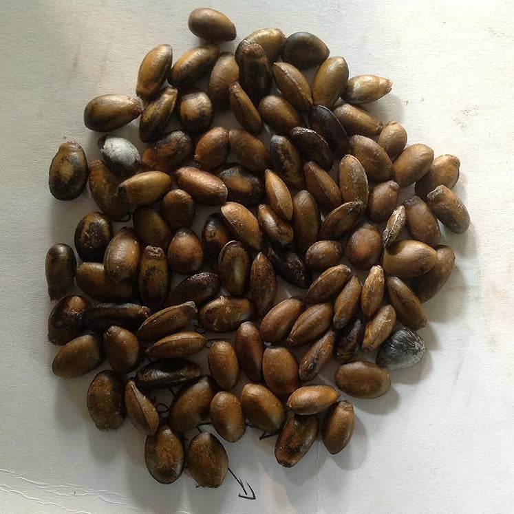 Soursop Seeds