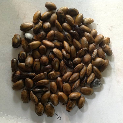 Soursop Seeds