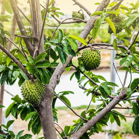 Soursop Seeds