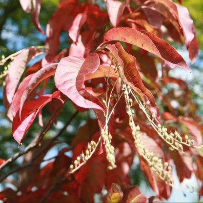 Sourwood Seeds