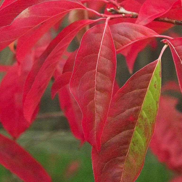 Sourwood Seeds