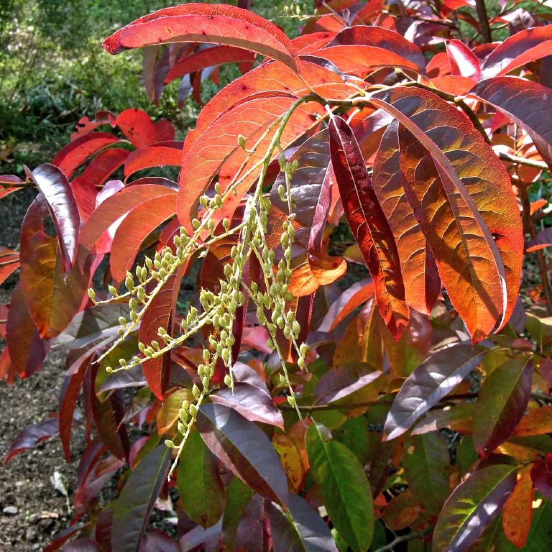 Sourwood Seeds