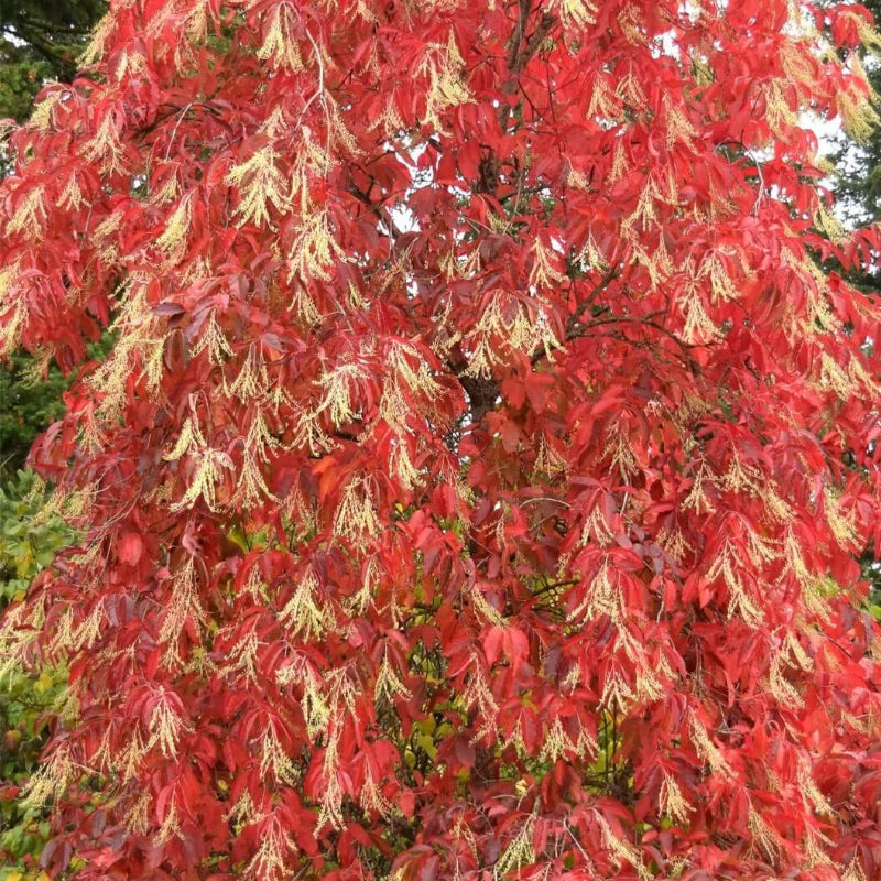 Sourwood Seeds