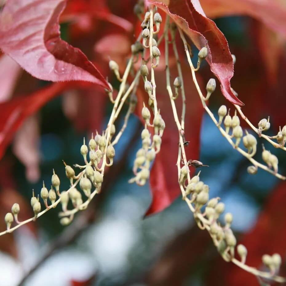 Sourwood seeds - Flower Plant for Home Gardens