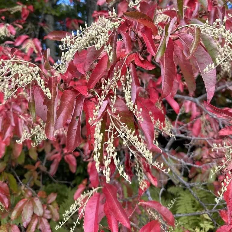 Sourwood seeds - Flower Plant for Home Gardens