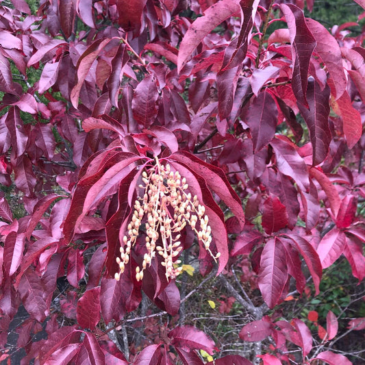 Sourwood seeds - Flower Plant for Home Gardens
