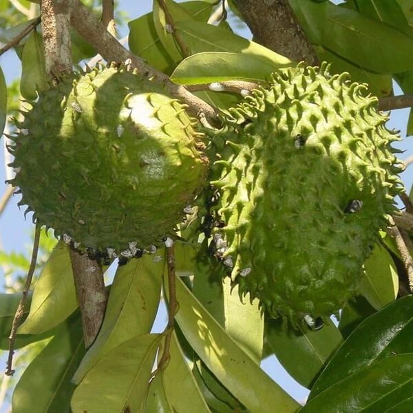 South American strain Soursop Seeds