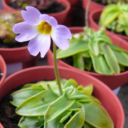 Southern Butterwort Seeds
