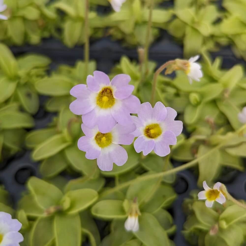 Southern Butterwort Seeds