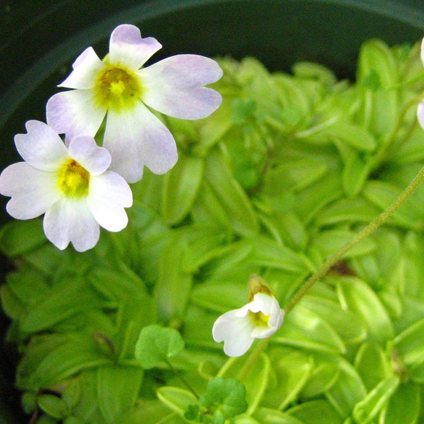 Southern Butterwort Seeds