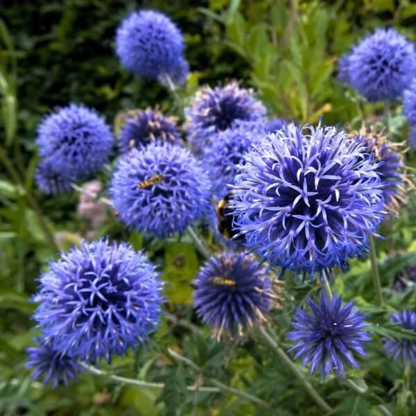 Echinops Seeds - Heirloom Flower Plant for Home Gardens