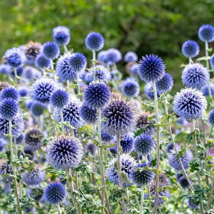 Echinops Seeds - Heirloom Flower Plant for Home Gardens