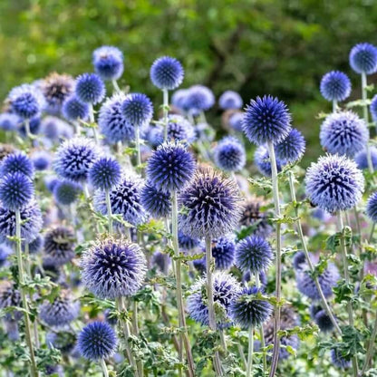 Echinops Seeds - Heirloom Flower Plant for Home Gardens