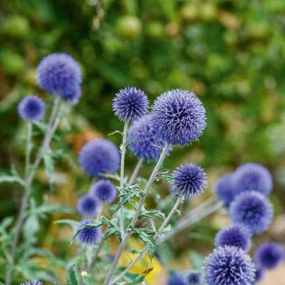 Echinops Seeds - Heirloom Flower Plant for Home Gardens