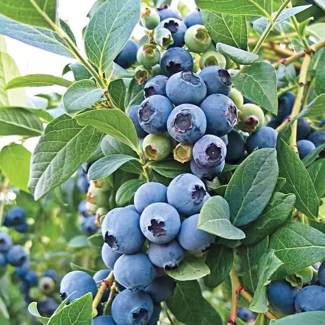 Southern Highbush Blueberry Seeds 