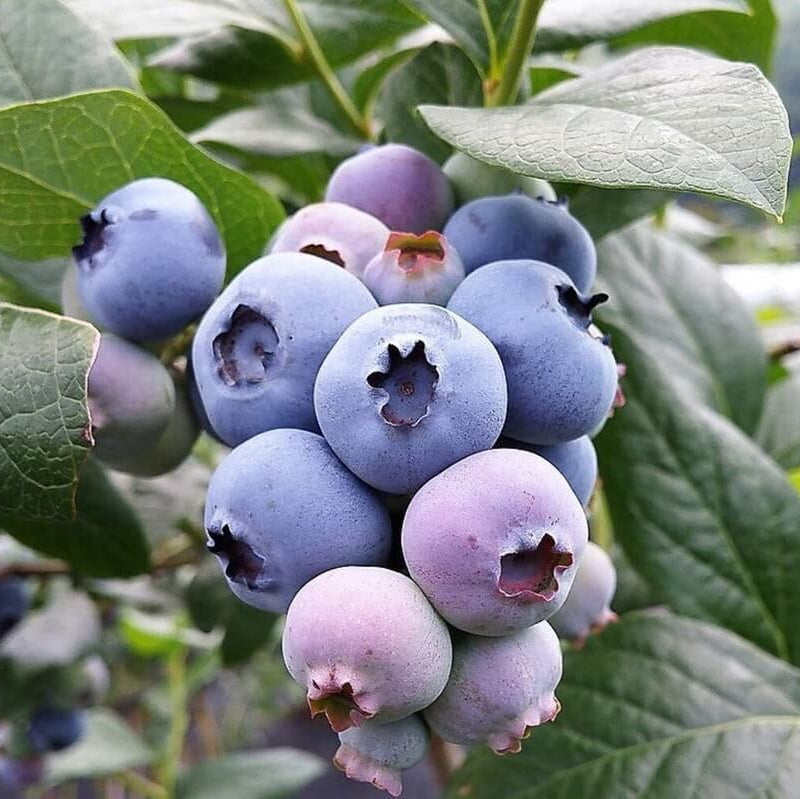 Southern Highbush Blueberry Seeds 