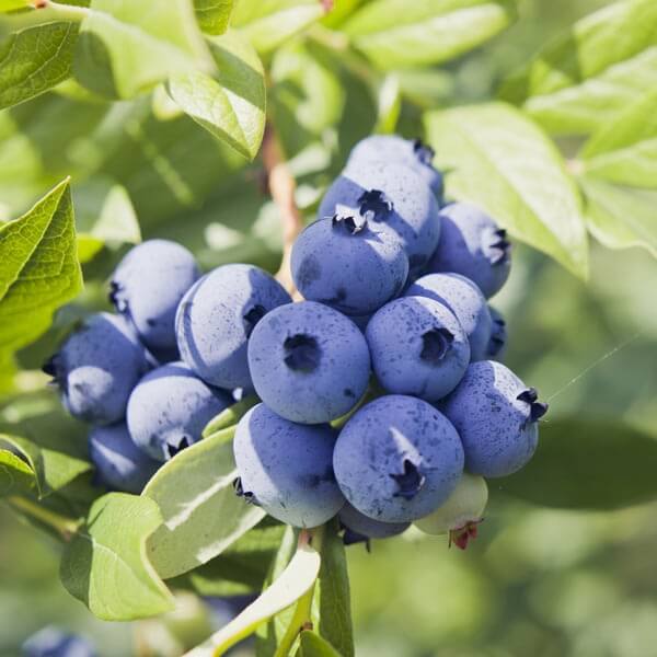 Southern Highbush Blueberry Seeds 
