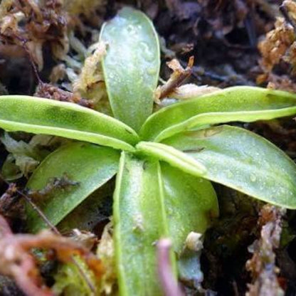Southern Primrose Butterwort Seeds 