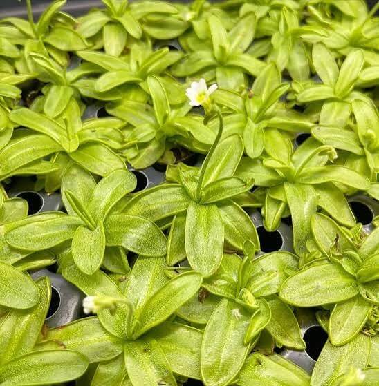 Southern Primrose Butterwort Seeds 