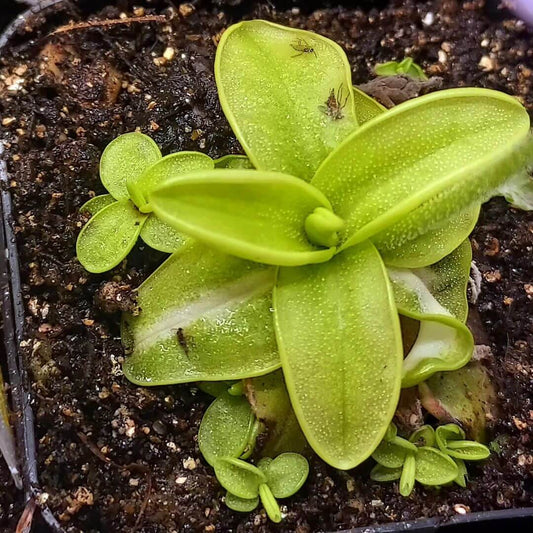 Southern Primrose Butterwort Seeds 