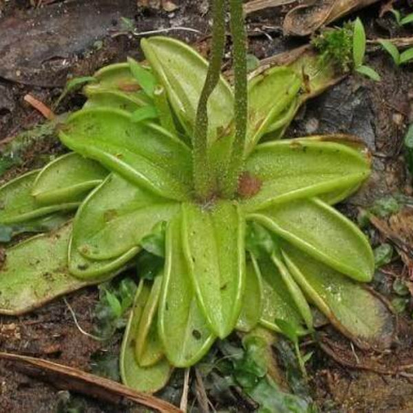 Southern Primrose Butterwort Seeds 