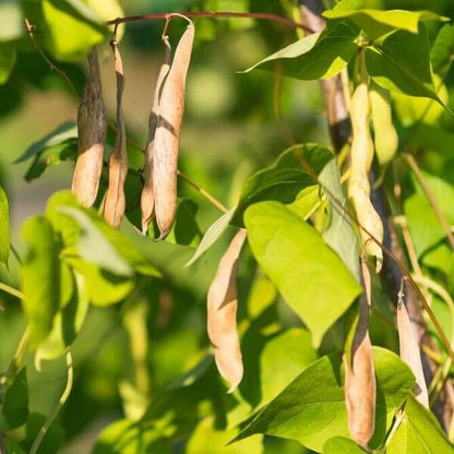 Southwest Bean Seeds