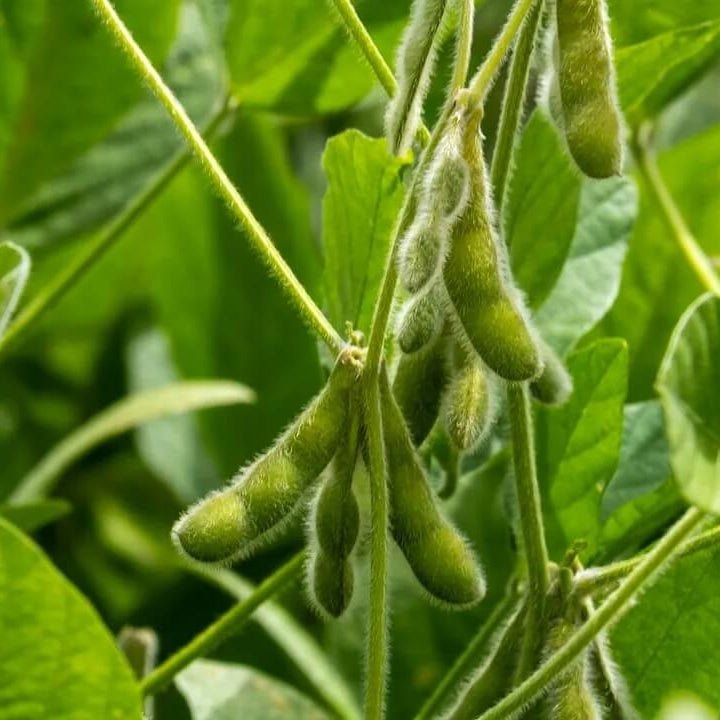Soybean Seeds