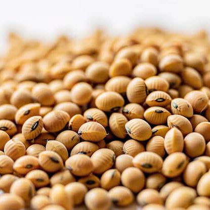 Soybean Seeds