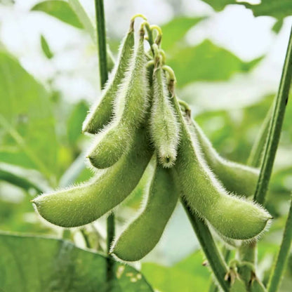 Soybean Seeds