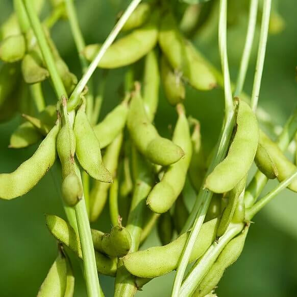 Soybean Seeds
