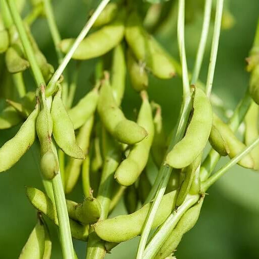 Soybean Seeds