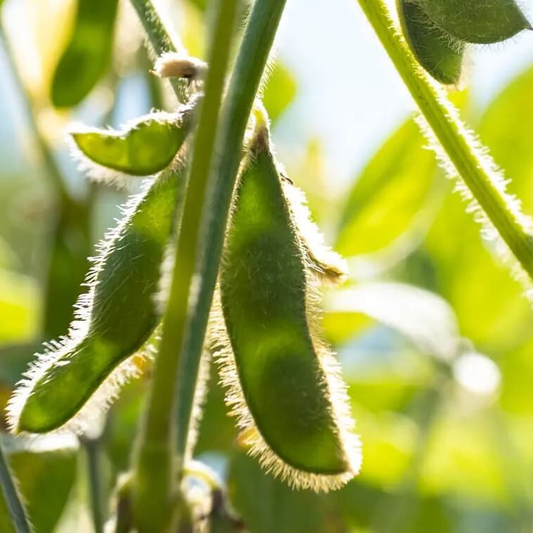 Soybean Seeds