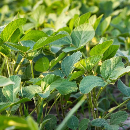 Soybean Seeds