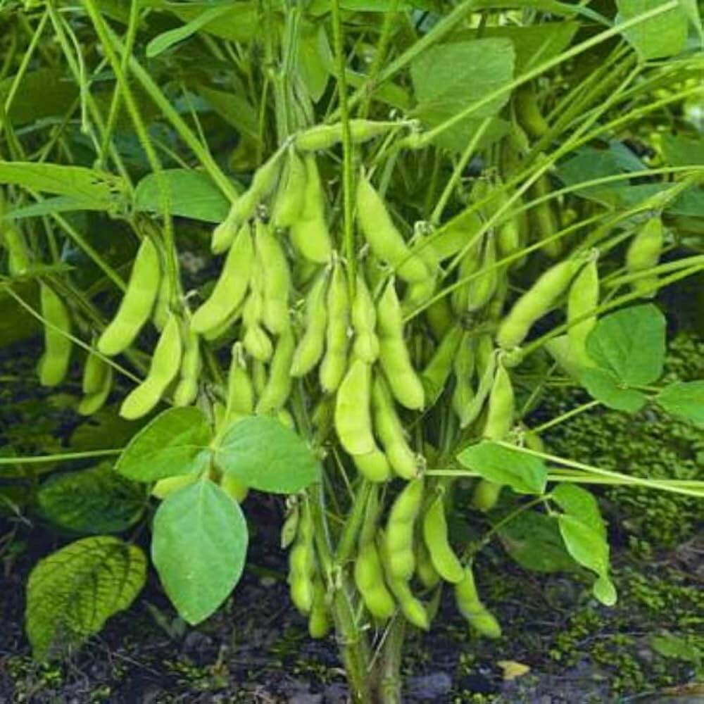 Soybean Seeds