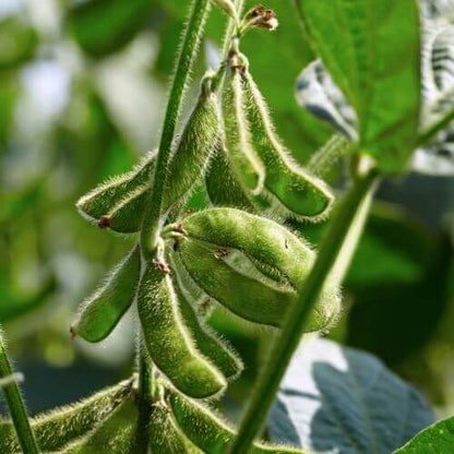 Soybean Seeds