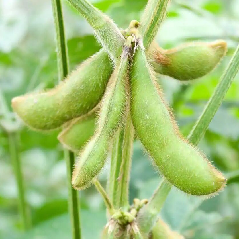 Soybean Seeds - Vegetable Plant for Home Gardens