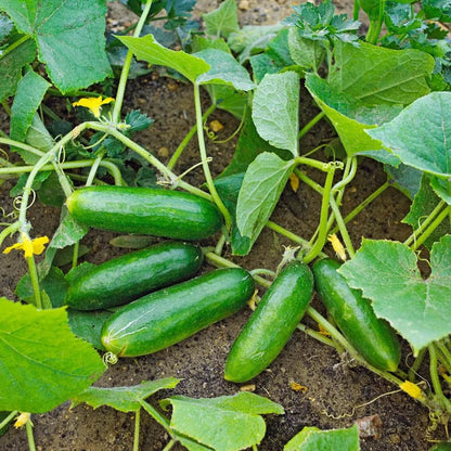 Spacemaster cucumber seeds - Vegetable Plant