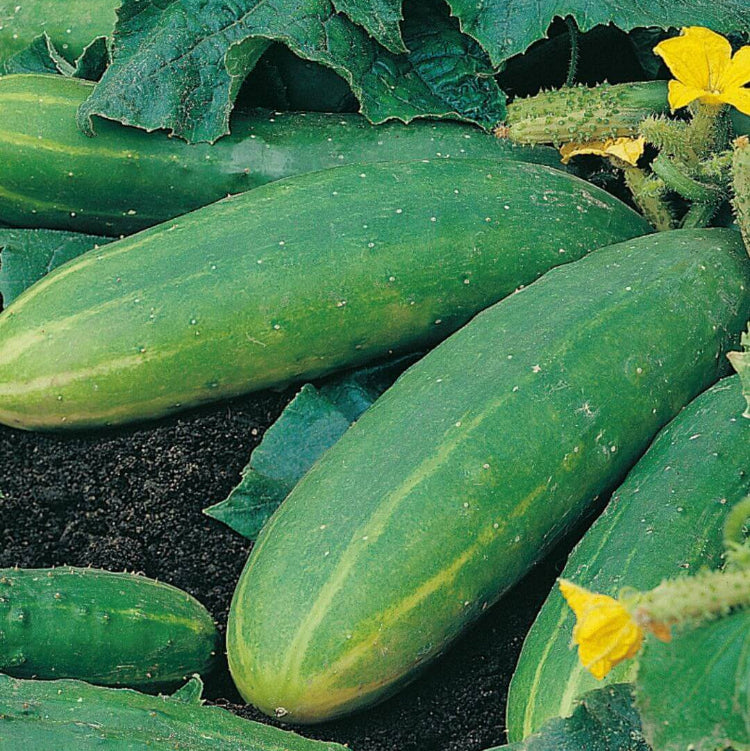 Spacemaster cucumber seeds - Vegetable Plant