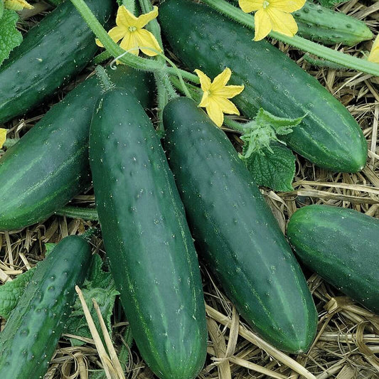 Spacemaster cucumber seeds - Vegetable Plant