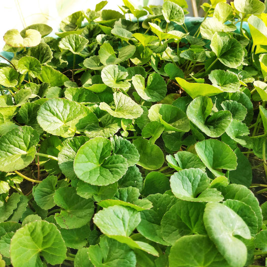 Spadeleaf Gotu Kola Seeds 