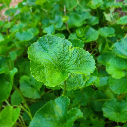 Spadeleaf Gotu Kola Seeds 