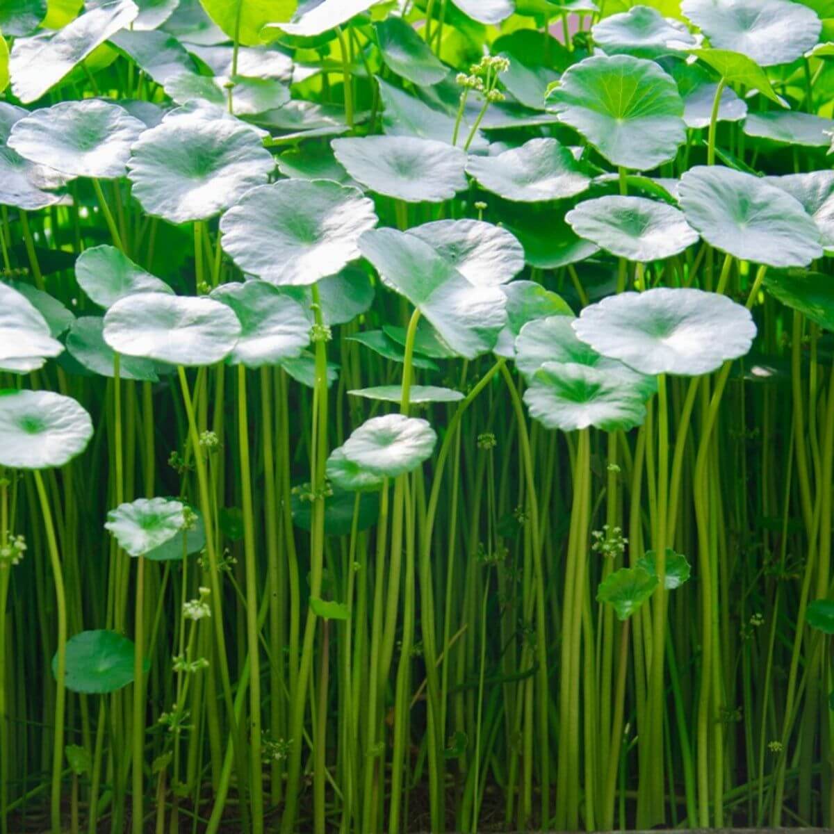 Spadeleaf Gotu Kola Seeds 