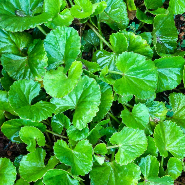 Spadeleaf Gotu Kola Seeds 