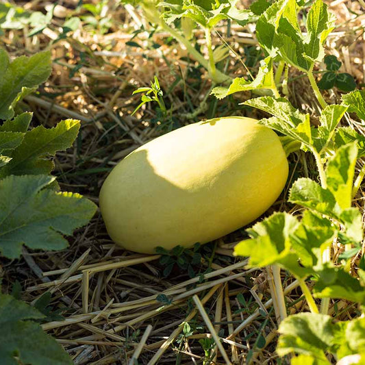 Spaghetti Squash Seeds