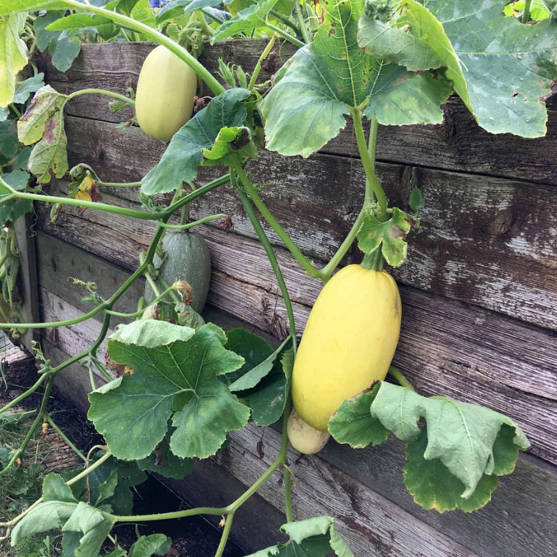 Spaghetti Squash Seeds