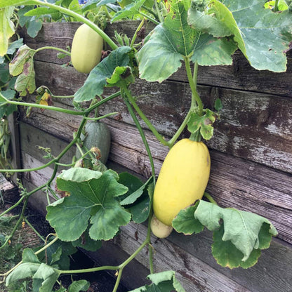 Spaghetti Squash Seeds