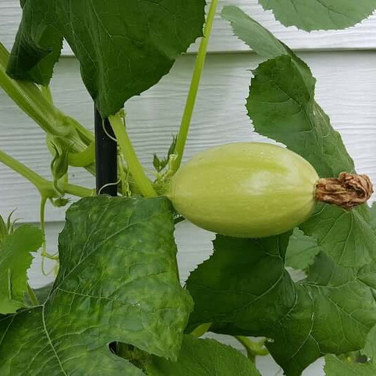 Spaghetti Squash Seeds